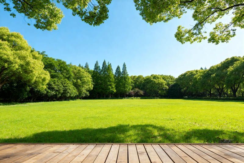 阳光草地绿树蓝天自然景观图片