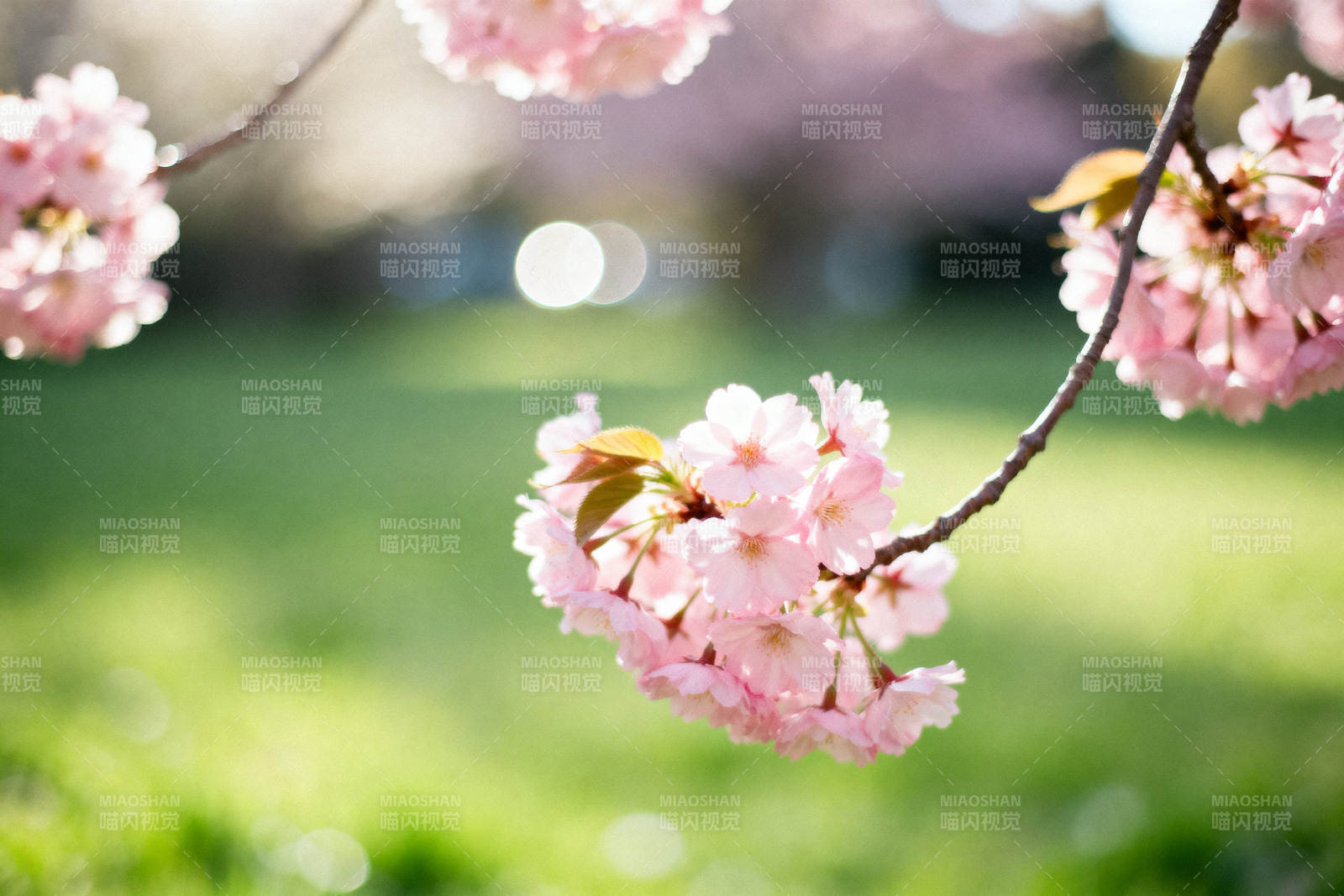 春日樱花绽放图片