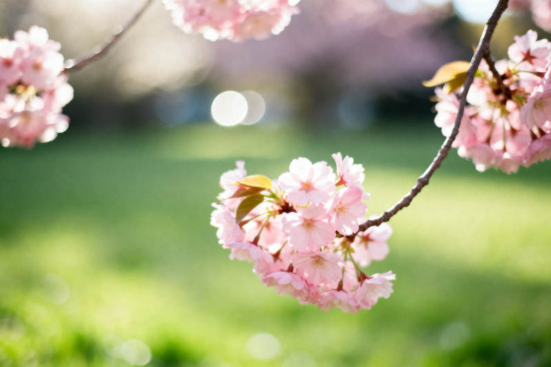 春日樱花绽放图片