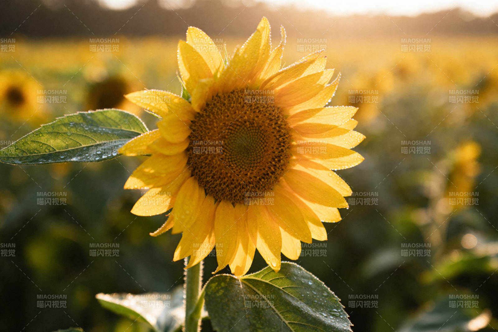 向日葵花田阳光下的绽放图片