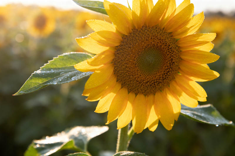 向日葵花田阳光下的金黄图片