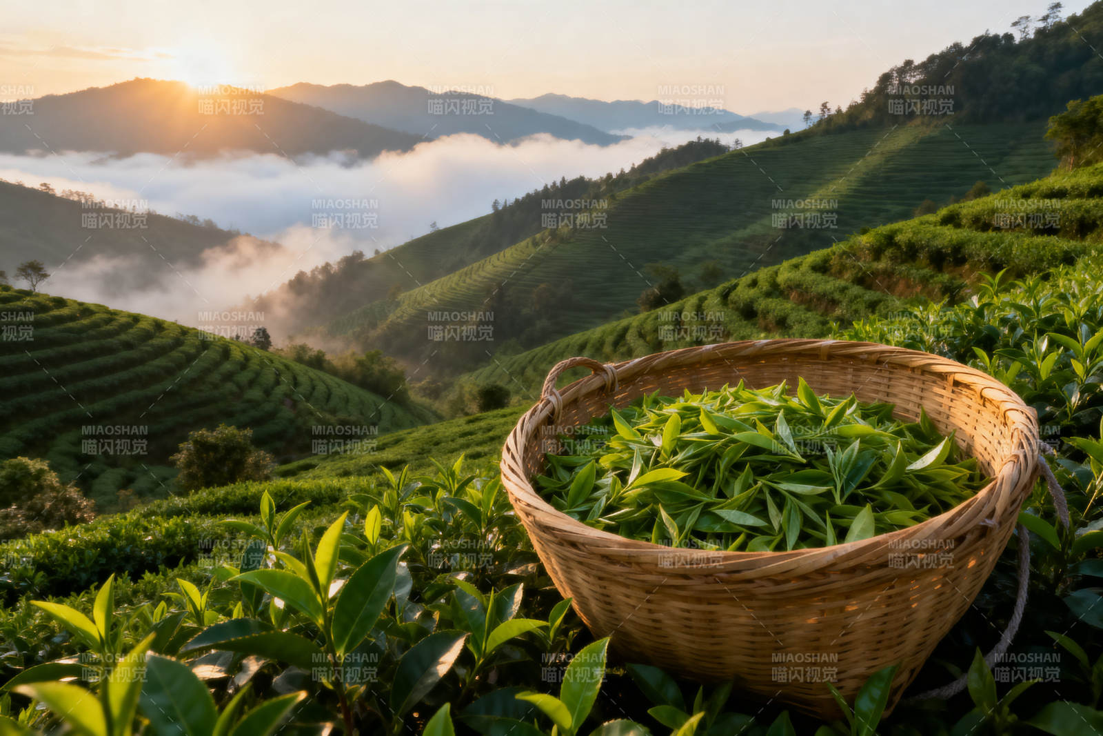 茶园日出云海茶香图片