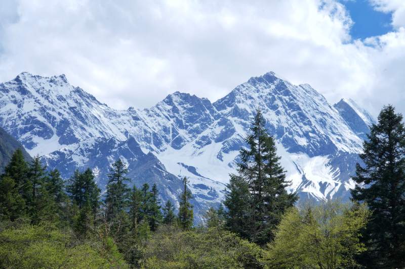雪山松林风光图片