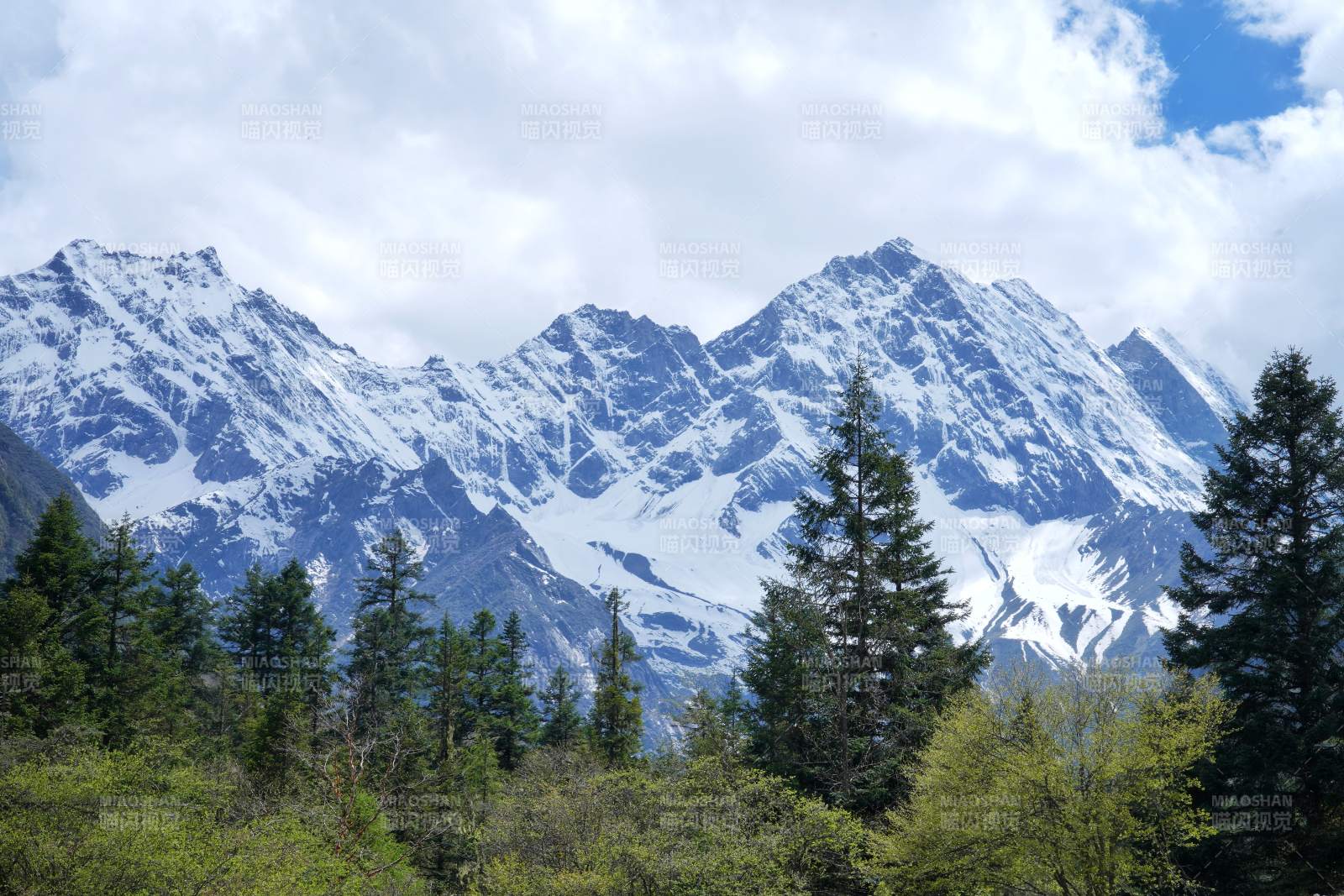 雪山松林风光图片