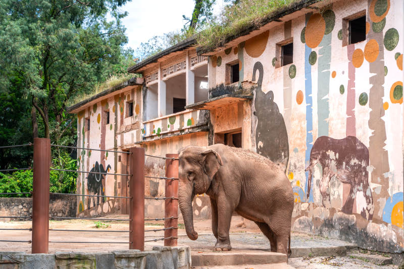 大象在彩绘墙前图片