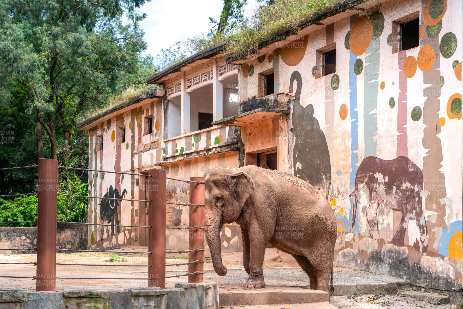 大象在彩绘墙前图片