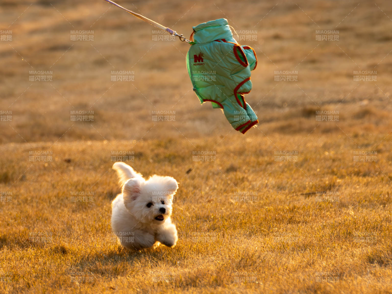 小狗追飞衣图片