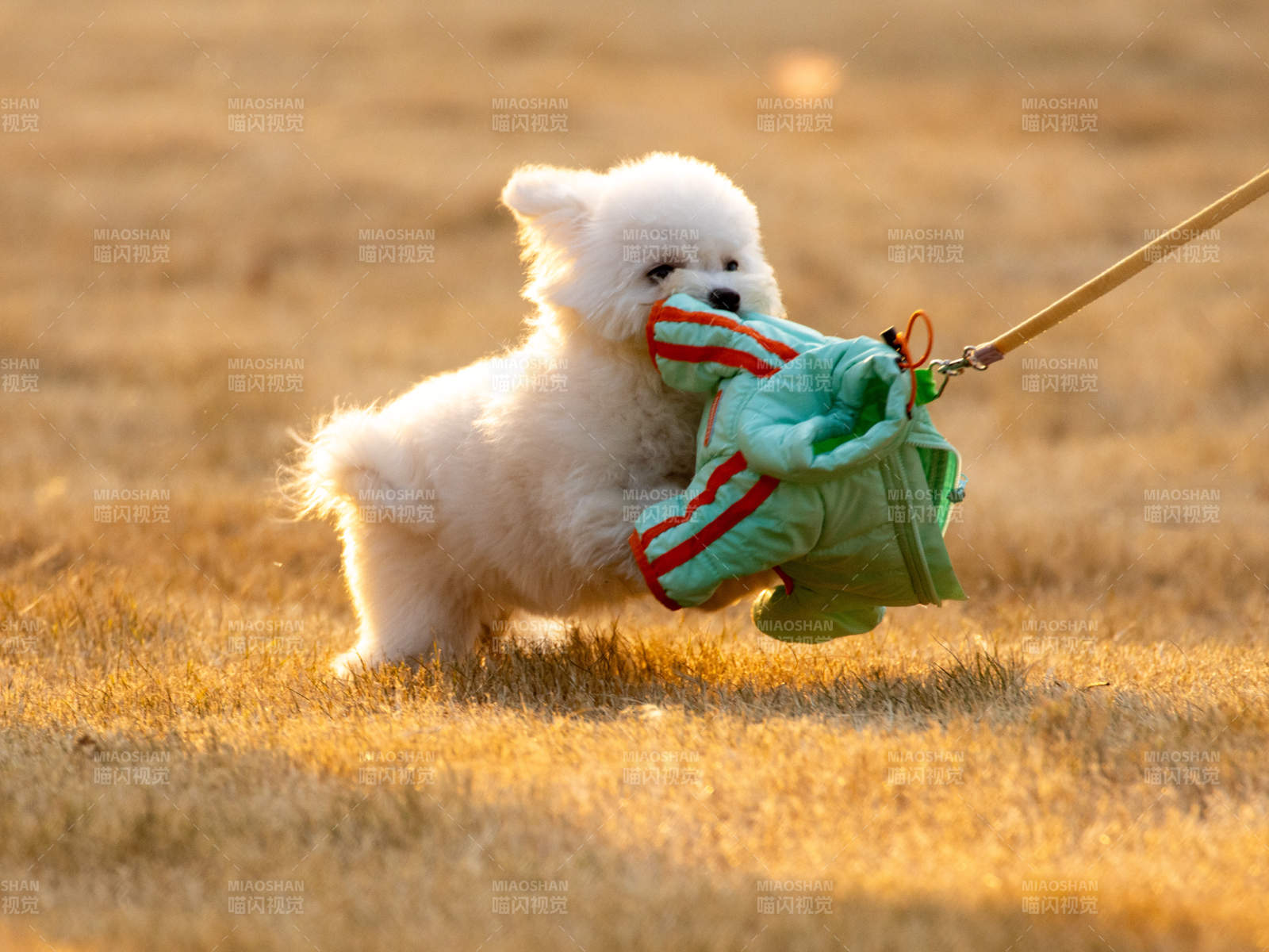 小狗叼衣奔跑图片