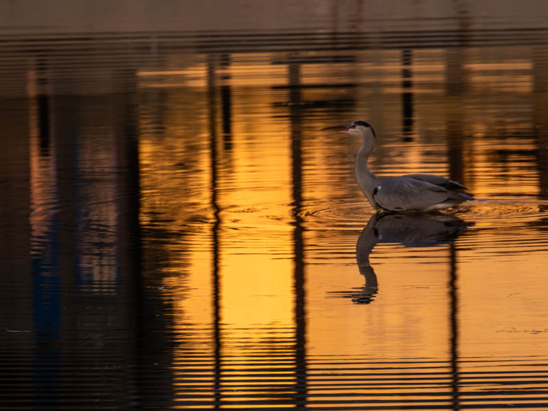 黄昏湖畔苍鹭图片