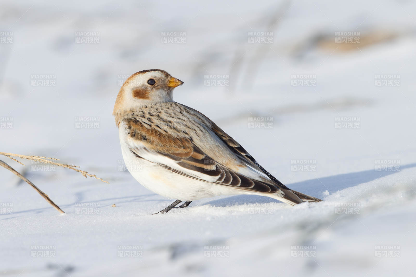 雪地中的小鸟图片