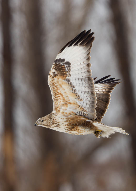 翱翔的猛禽图片