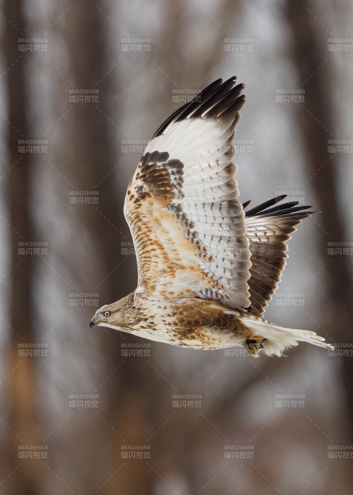 翱翔的猛禽图片