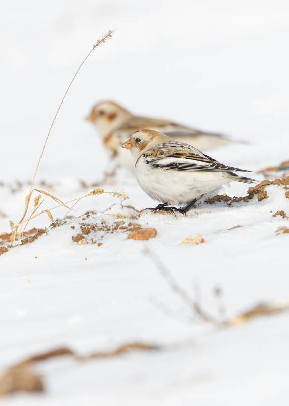 雪地中的小鸟图片