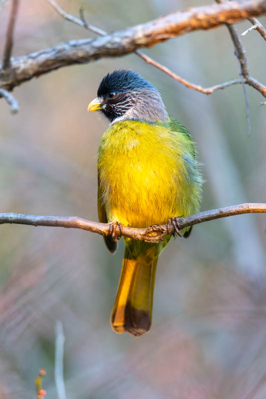 领雀嘴鹎栖枝头图片