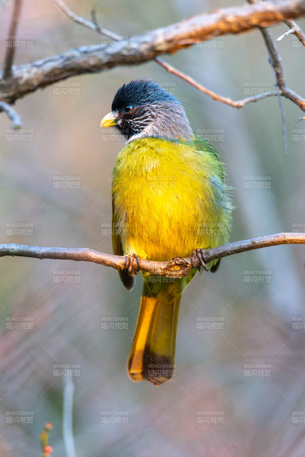 领雀嘴鹎栖枝头图片