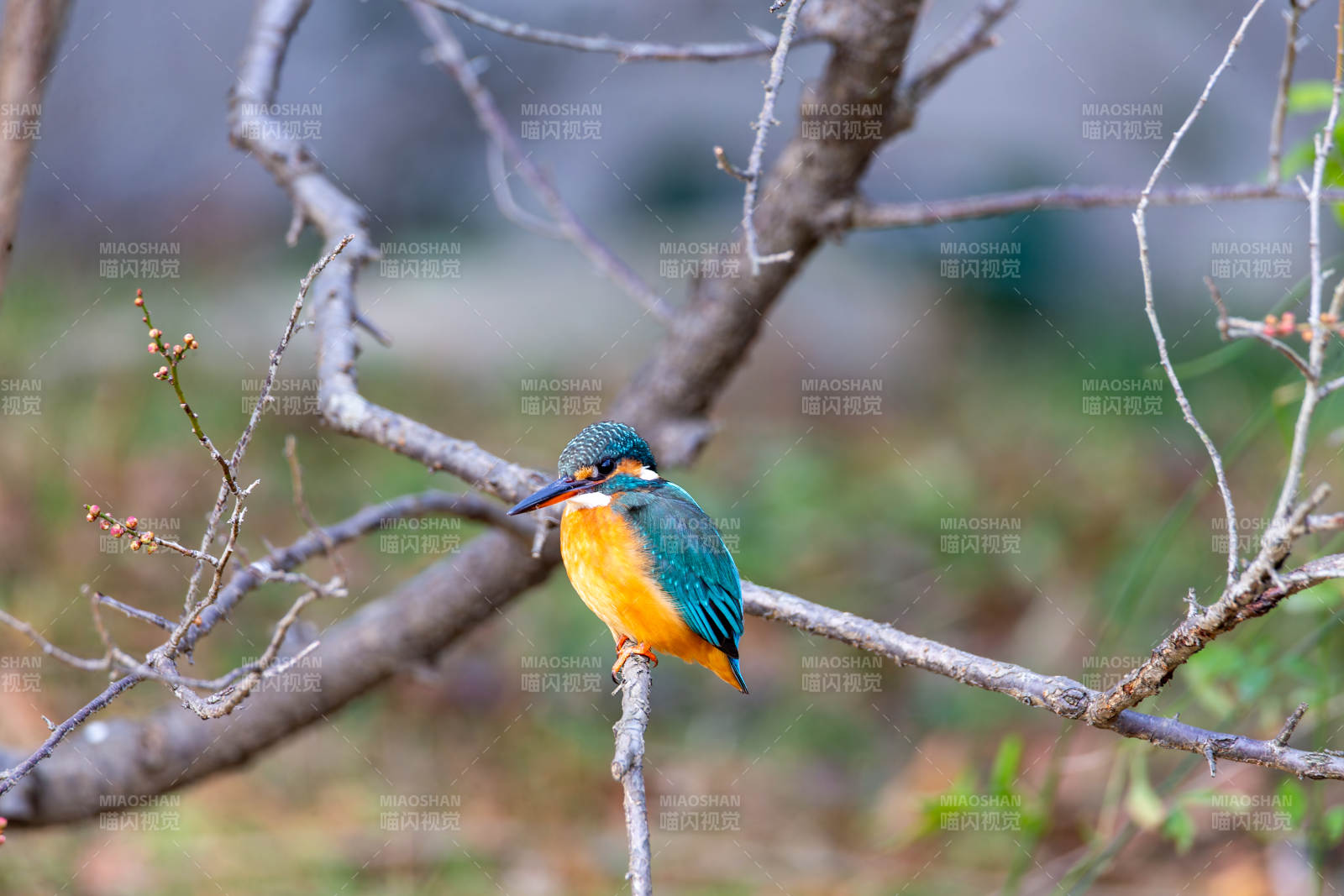 翠鸟栖枝头图片