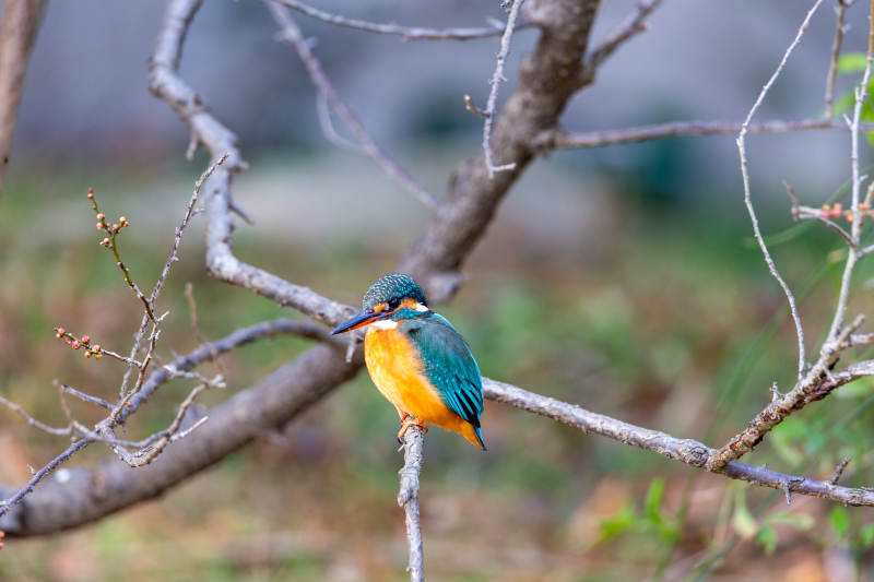 翠鸟栖枝头图片
