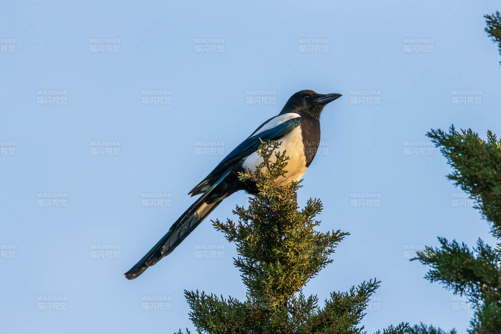 喜鹊栖枝望远方图片