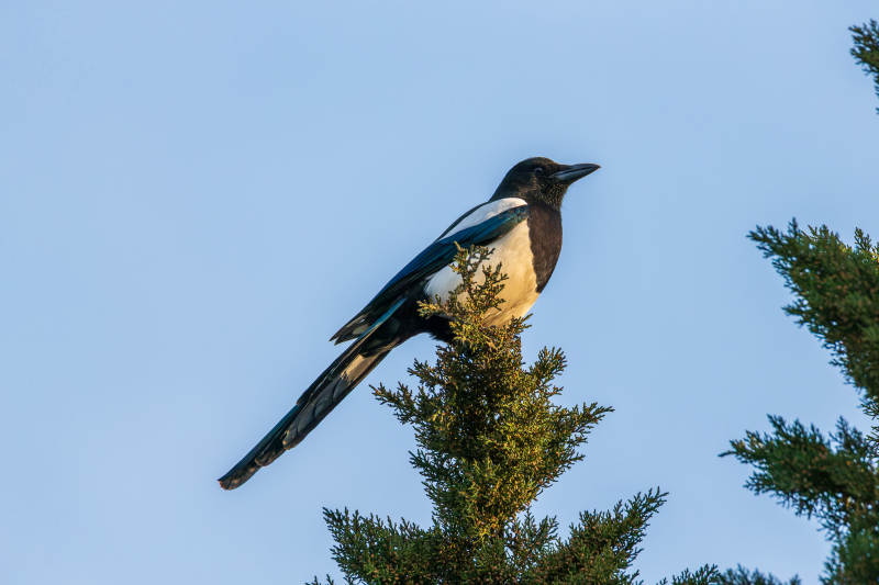 喜鹊栖枝望远方图片
