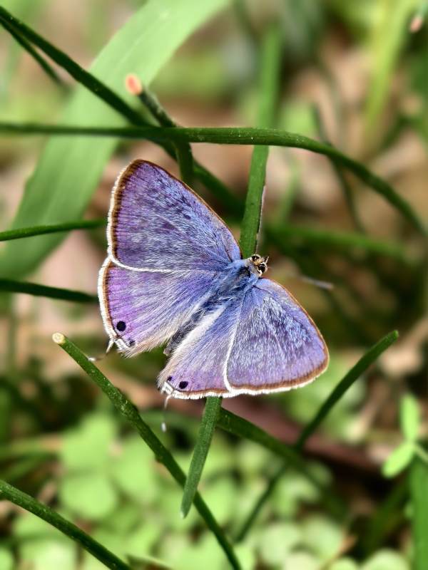 紫蝶栖草间图片