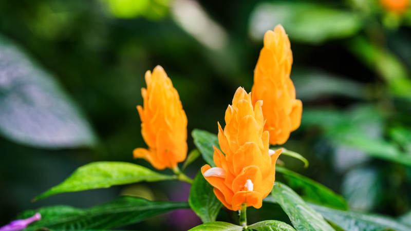 橙色花簇绽放图片