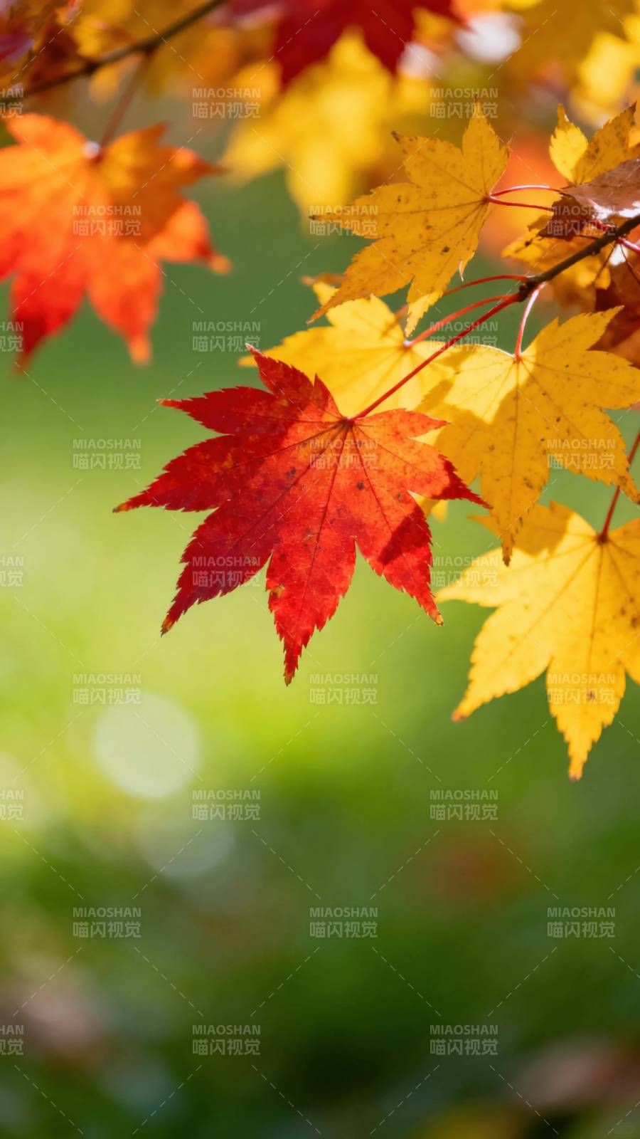 秋叶斑斓图片