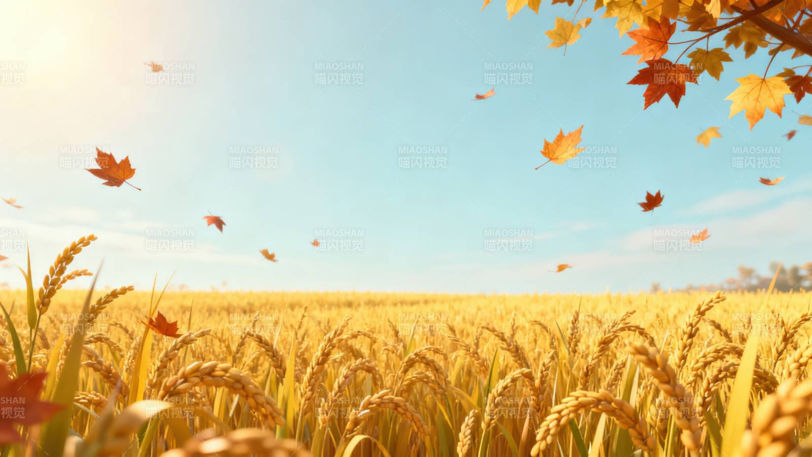 秋日稻田丰收美景图片