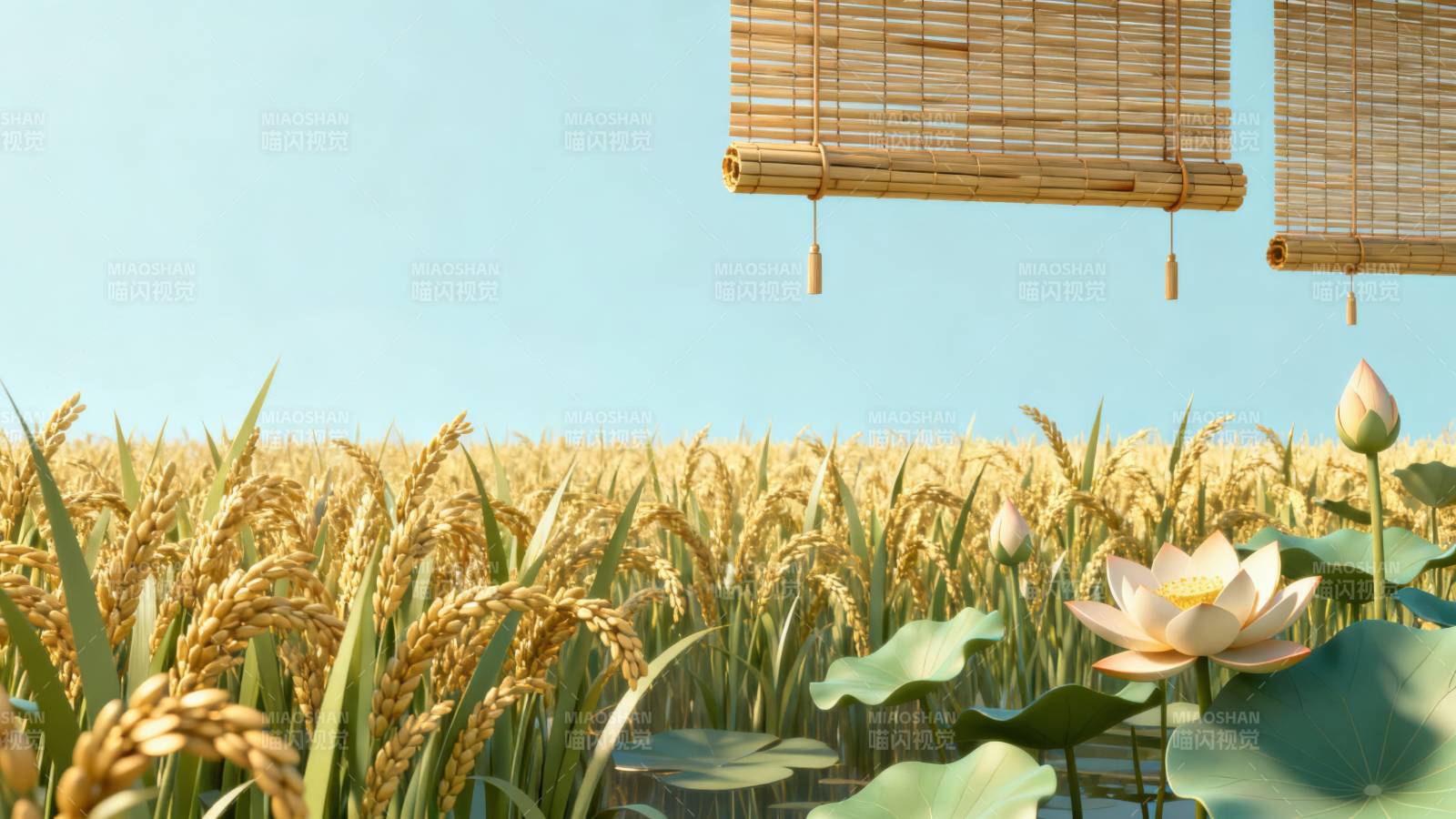 稻田与荷花的夏日风光图片