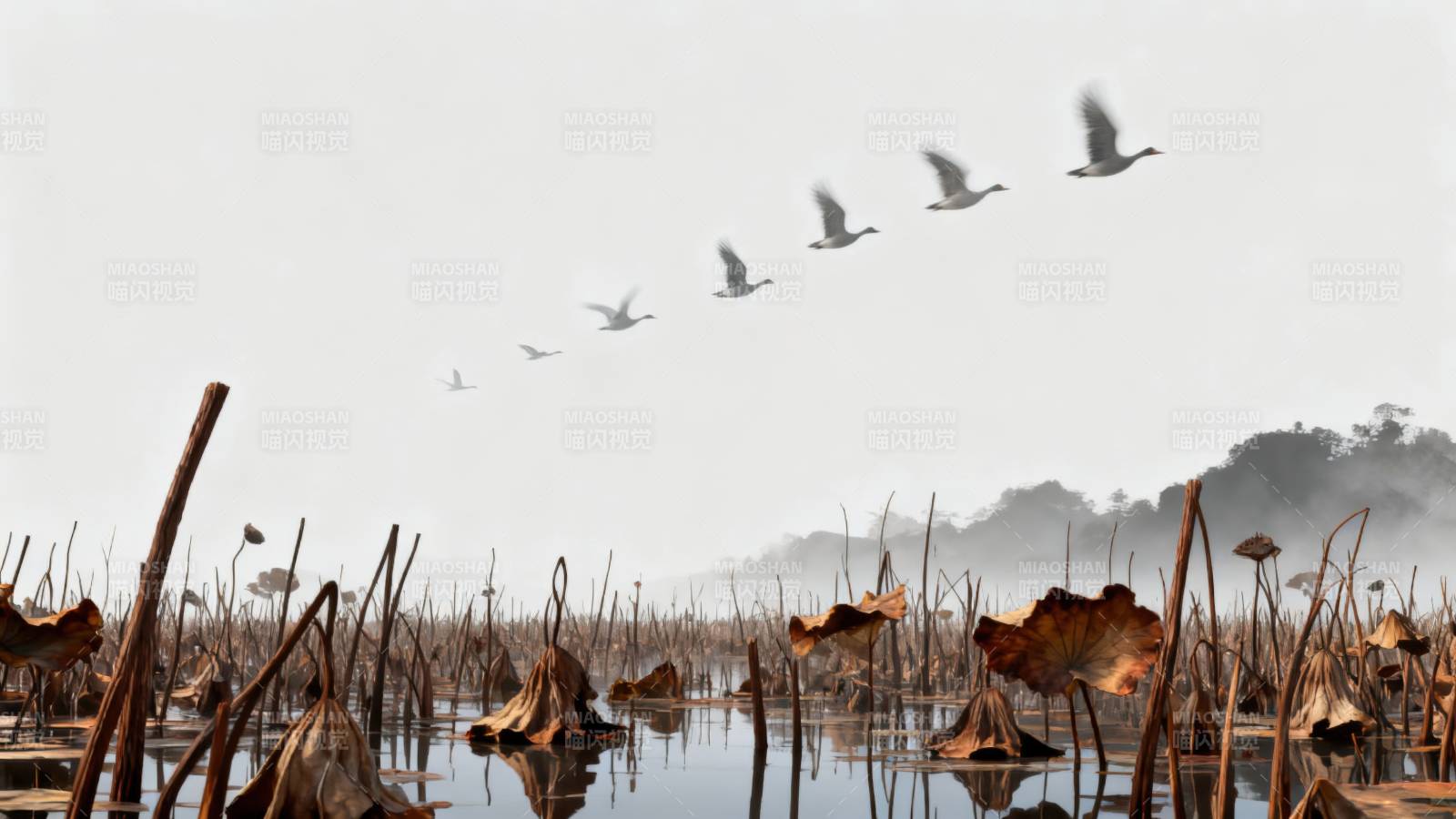 残荷秋水雁南飞图片