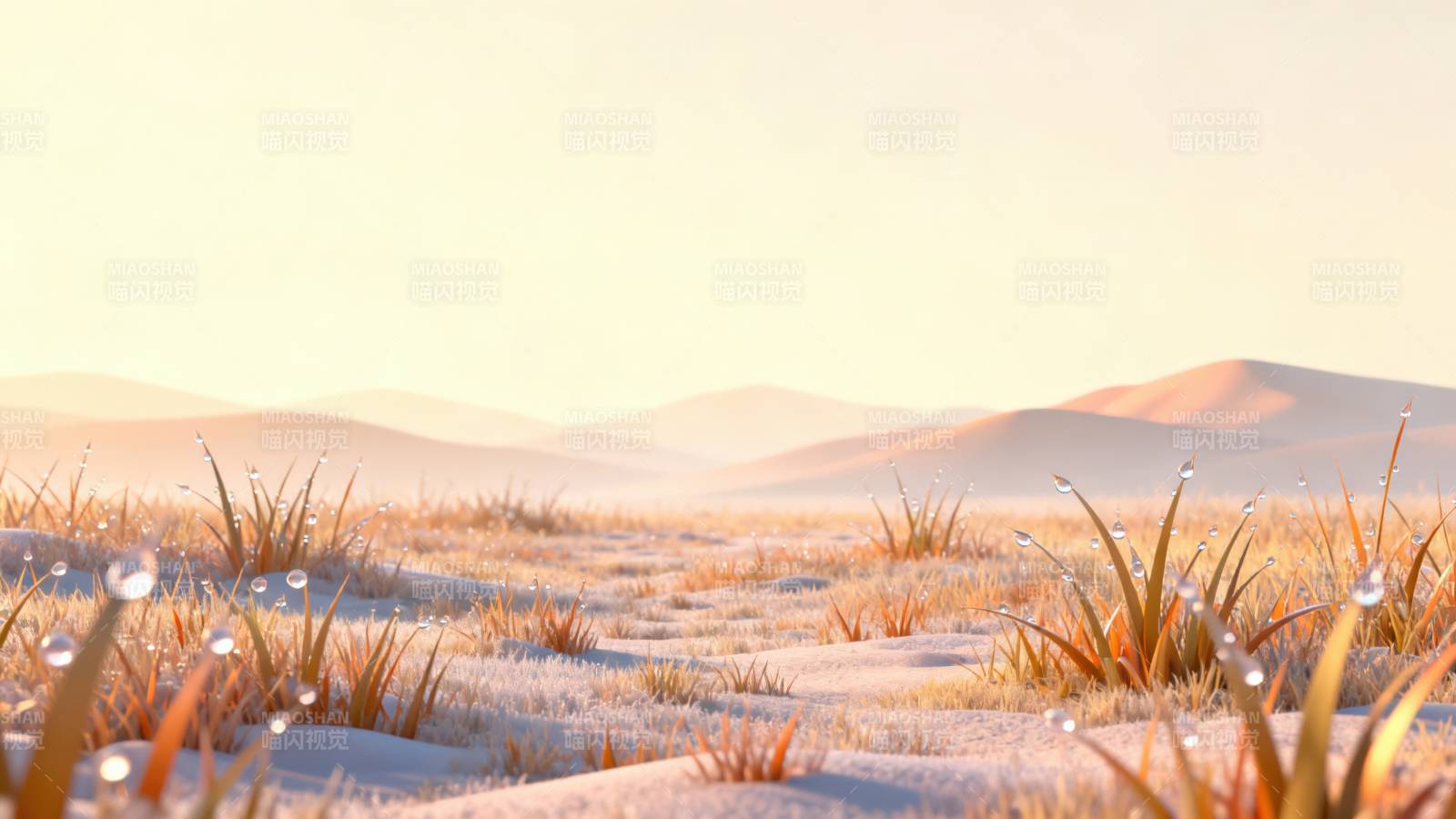 晨曦草地露珠图片