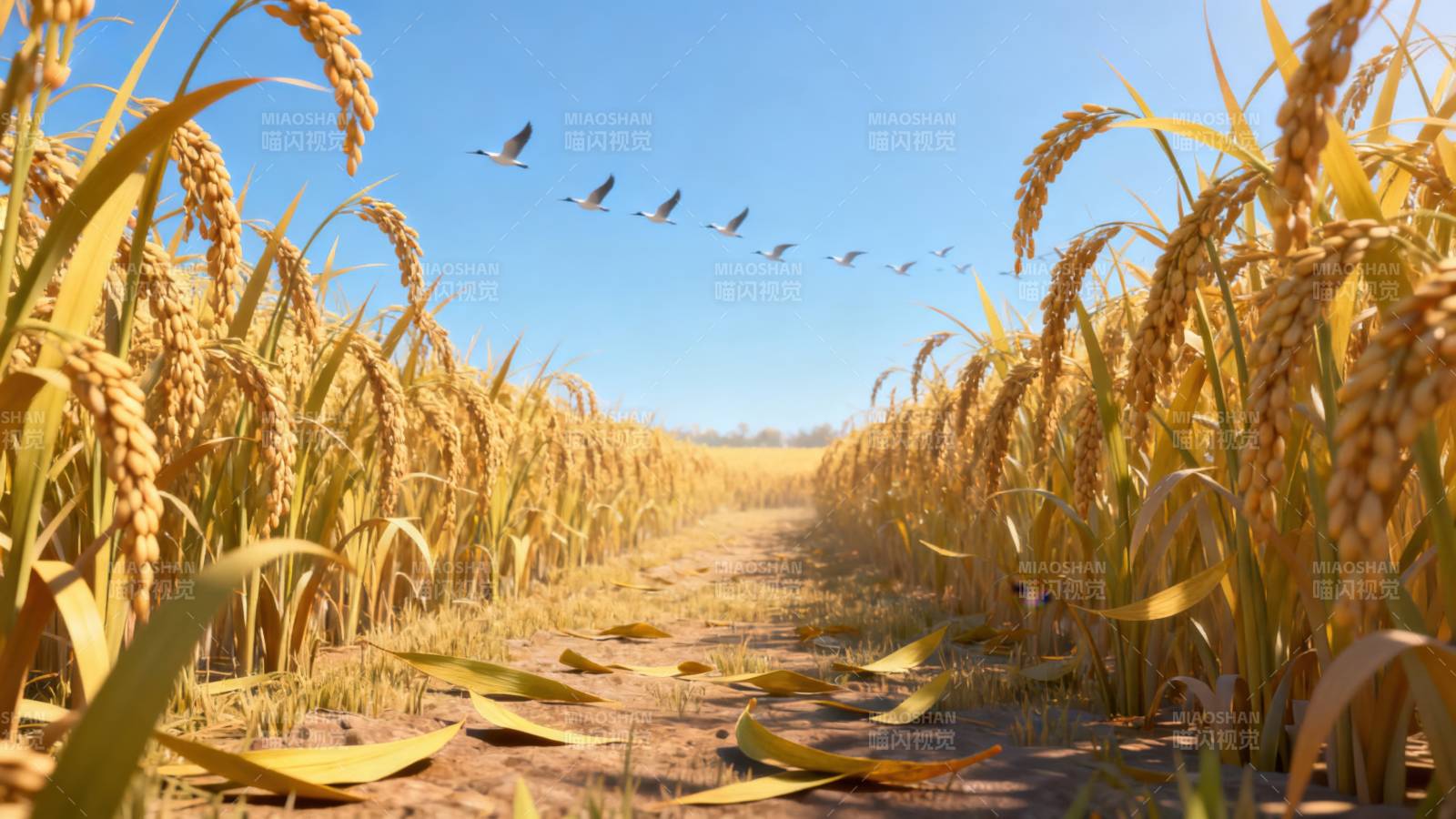 金黄稻田丰收景象图片