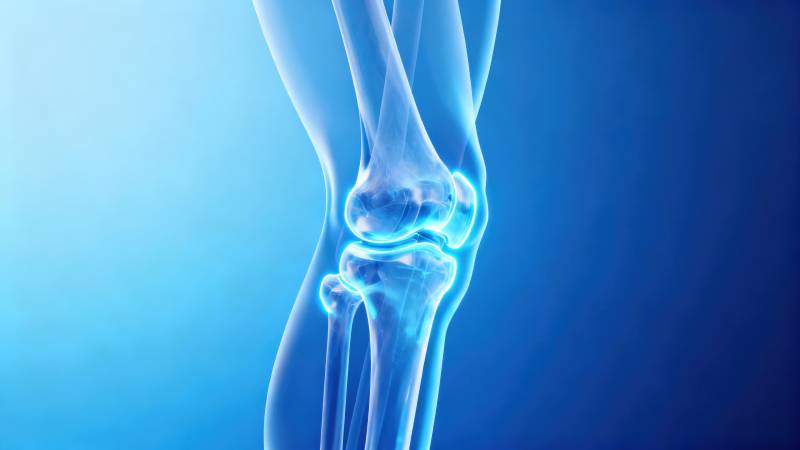 膝盖骨骼结构示意图图片