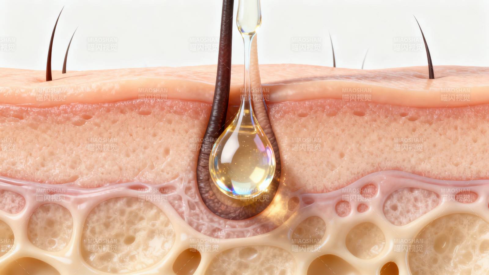 皮肤毛囊与油脂示意图图片