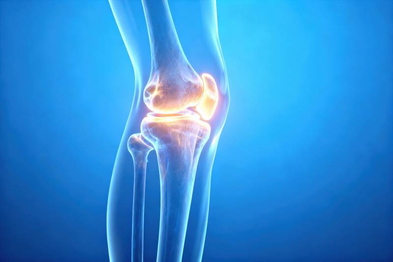 膝盖骨骼结构示意图图片