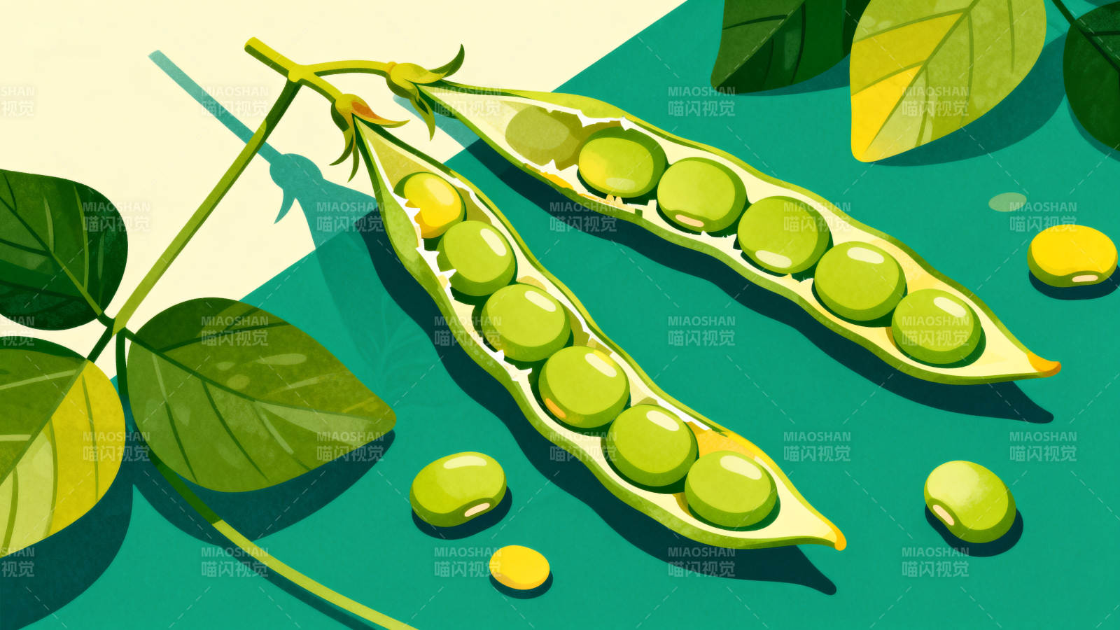 新鲜豌豆与绿叶的特写图片