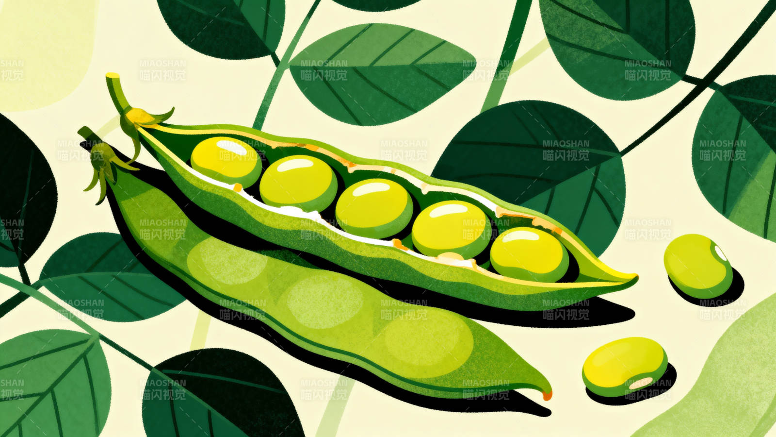 新鲜大豆与豆荚插画图片