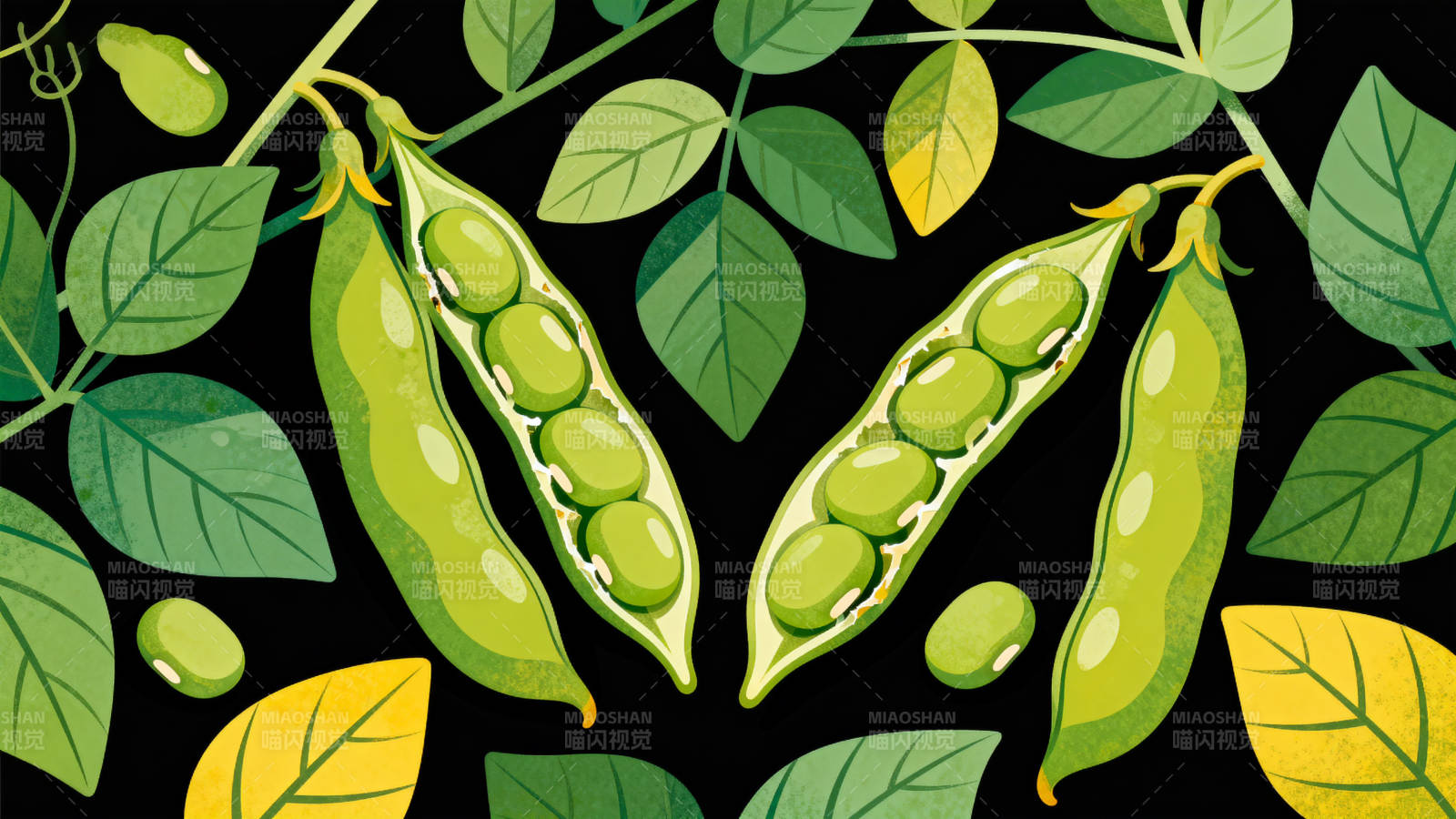 新鲜豌豆植物插画图片