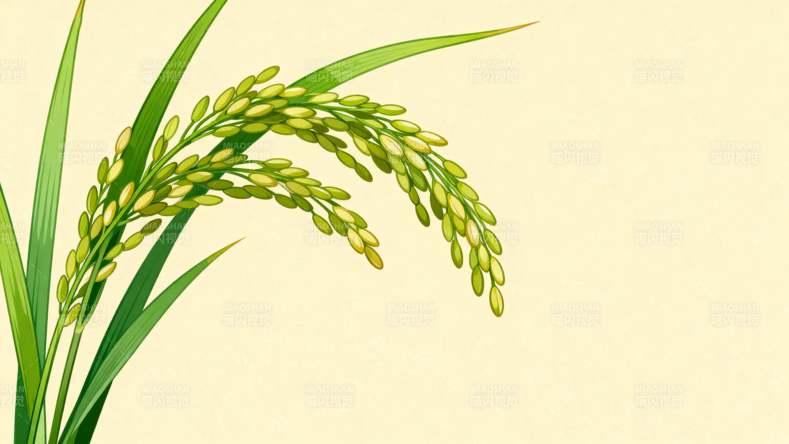 稻谷成熟稻穗低垂图片