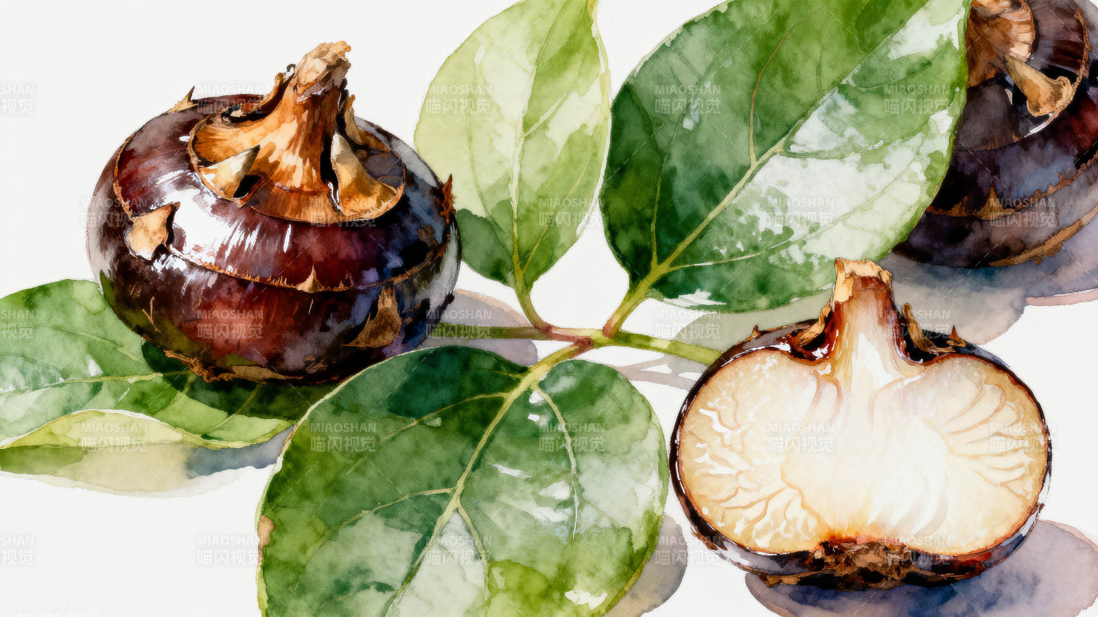 水彩马蹄荸荠与绿叶图片