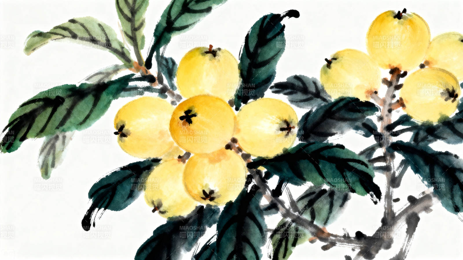 水墨画枇杷果实枝叶图片