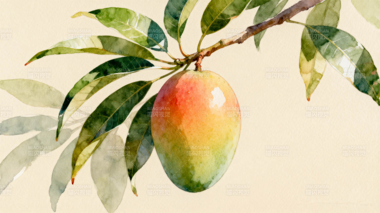 水彩画中的芒果果实图片