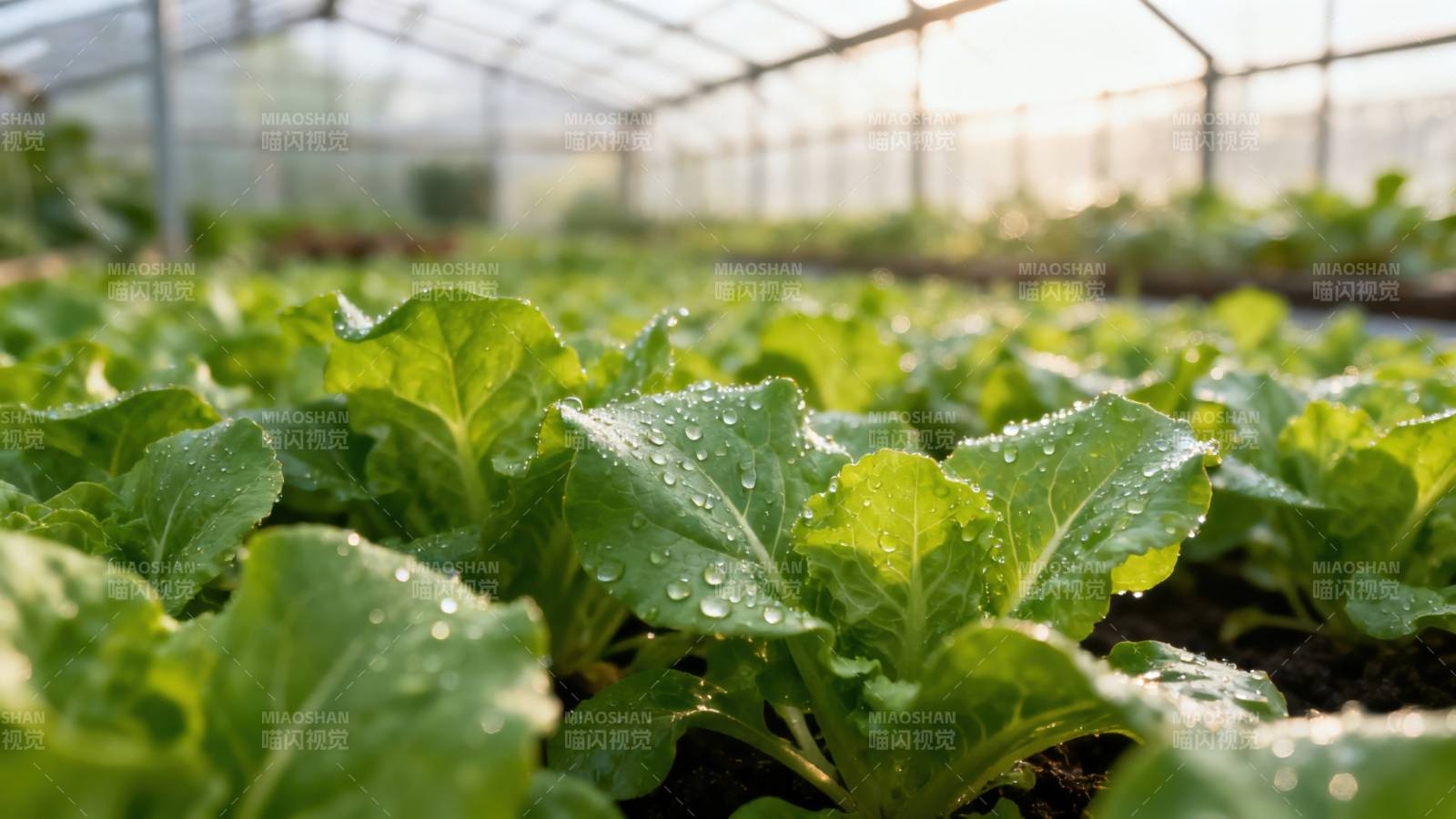 温室内的新鲜生菜种植图片
