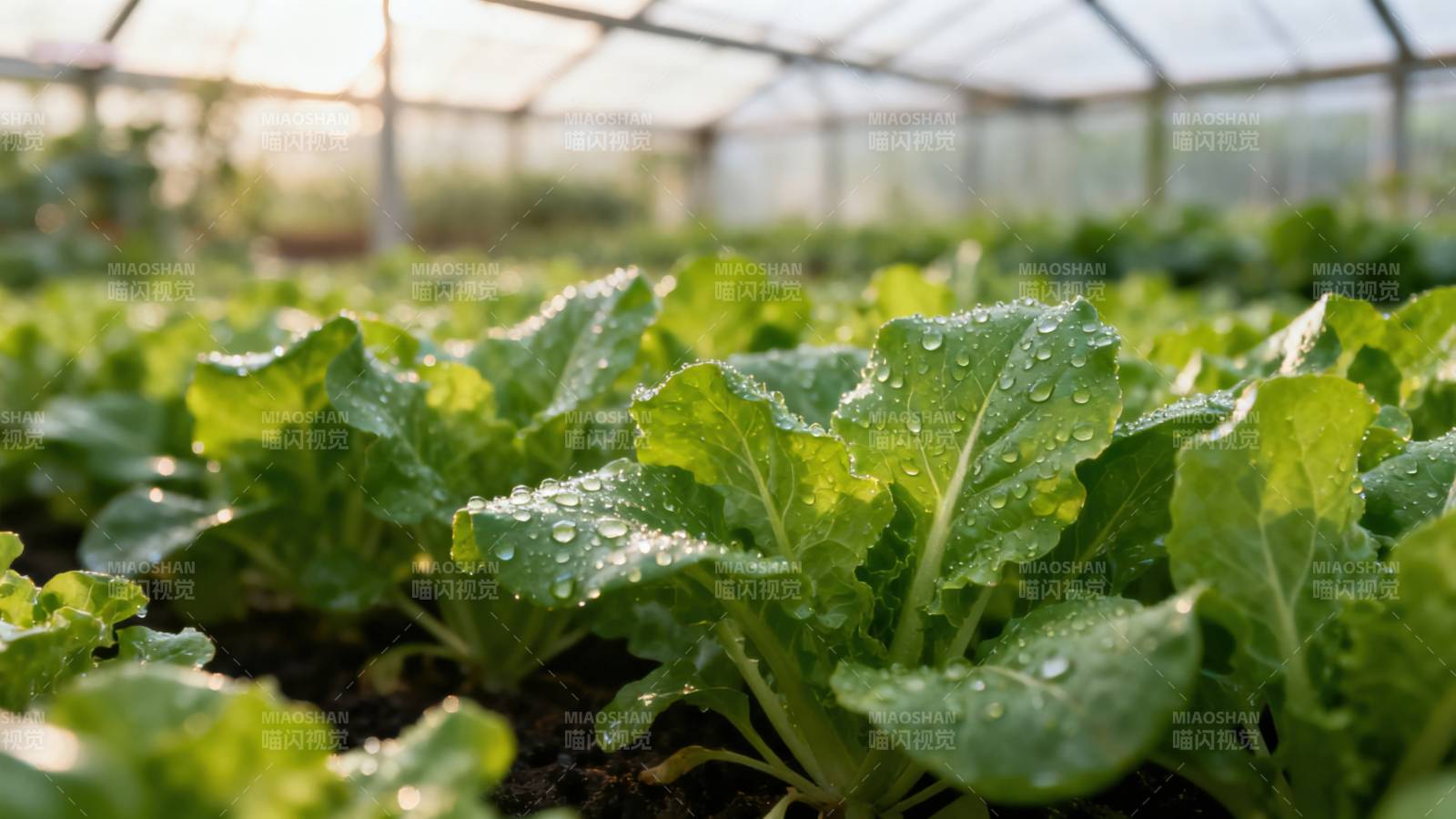 温室内的新鲜生菜种植图片