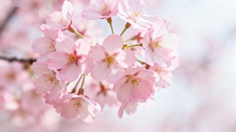 粉色樱花绽放春日美景图片