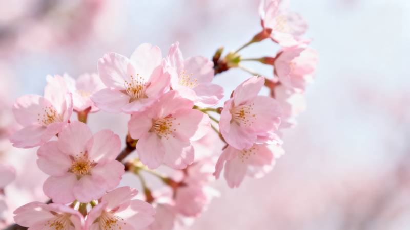 粉色樱花绽放春日美景图片