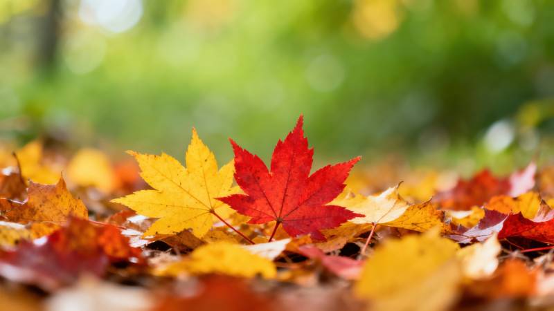 秋日落叶枫叶特写图片