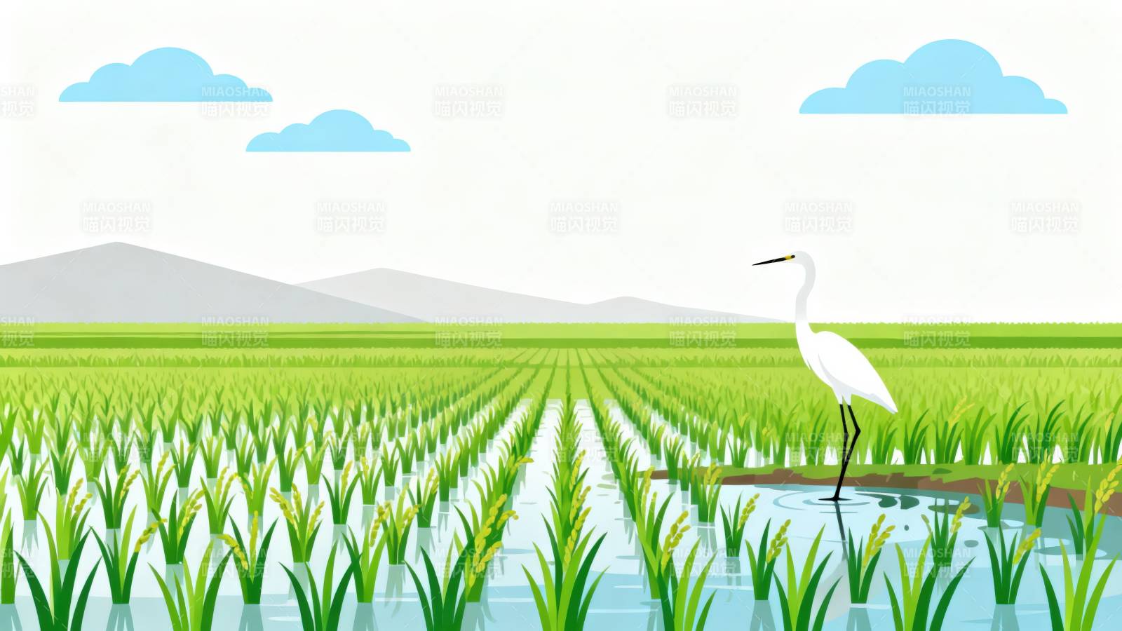 稻田白鹭自然风光图片