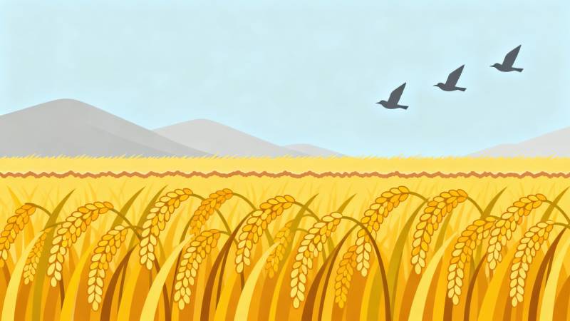 金黄稻田丰收景象图片