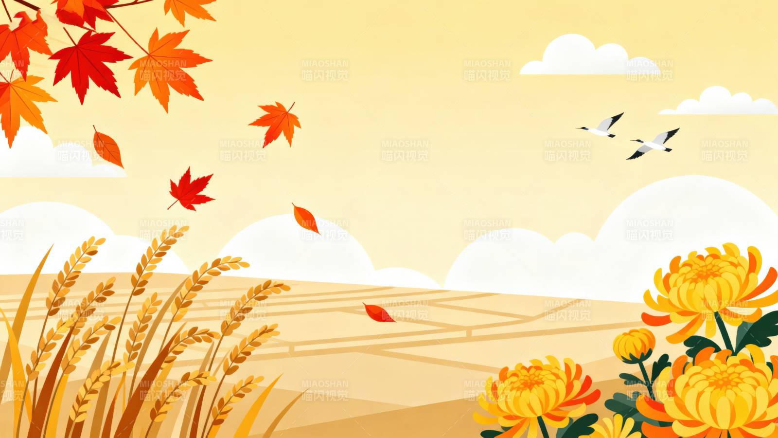 秋日丰收稻田与菊花图片