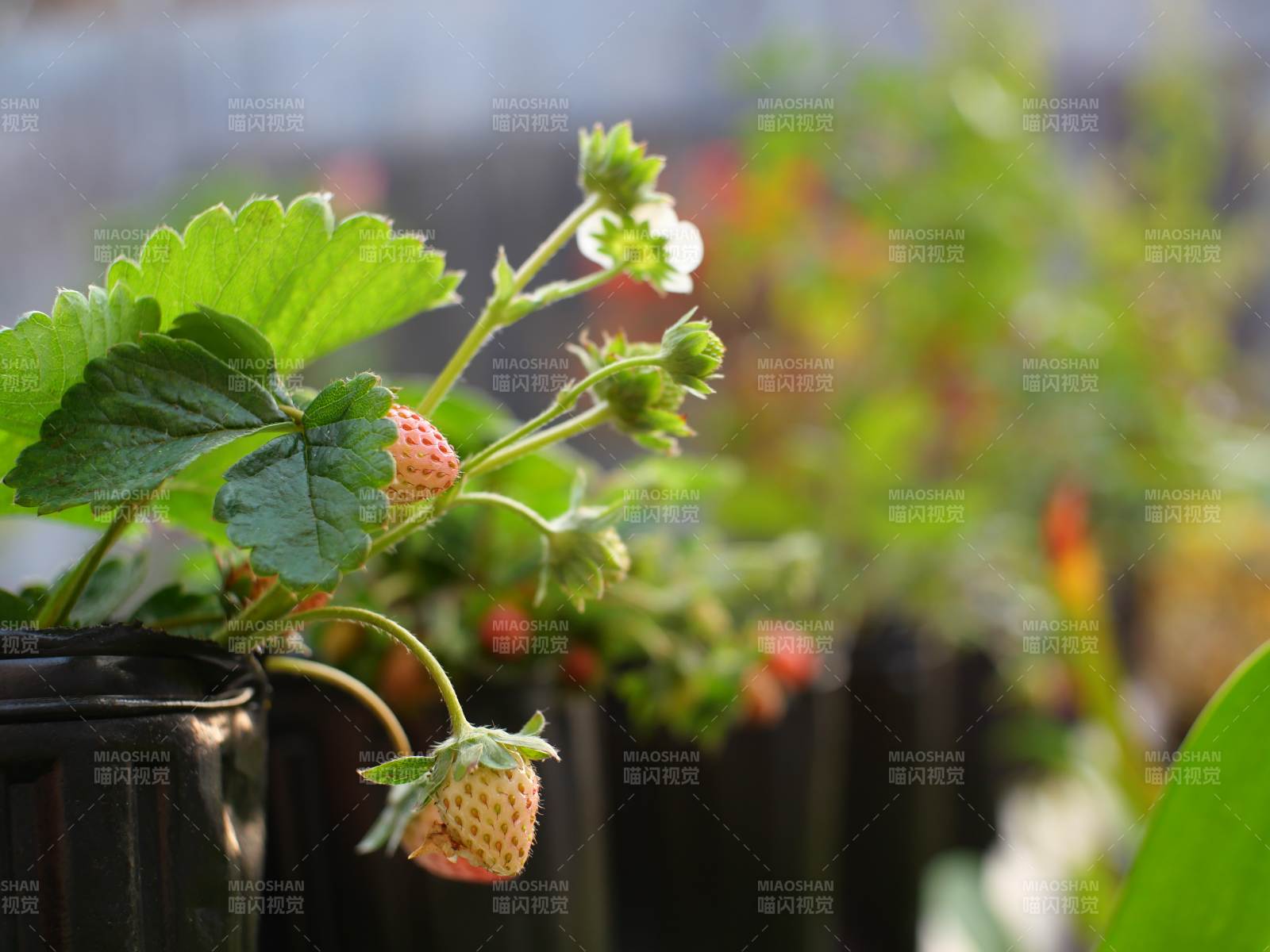 草莓盆栽生长中图片